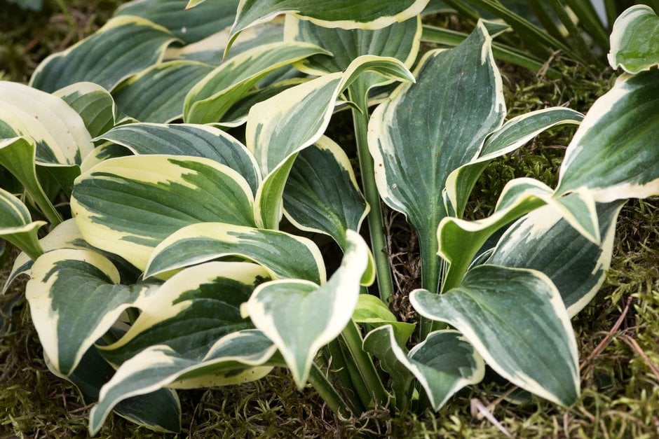 plantain lily 'Winsome'